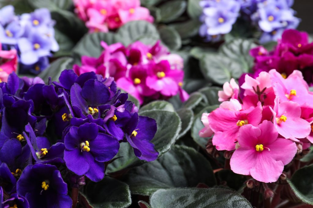 Pink and blue African Violets